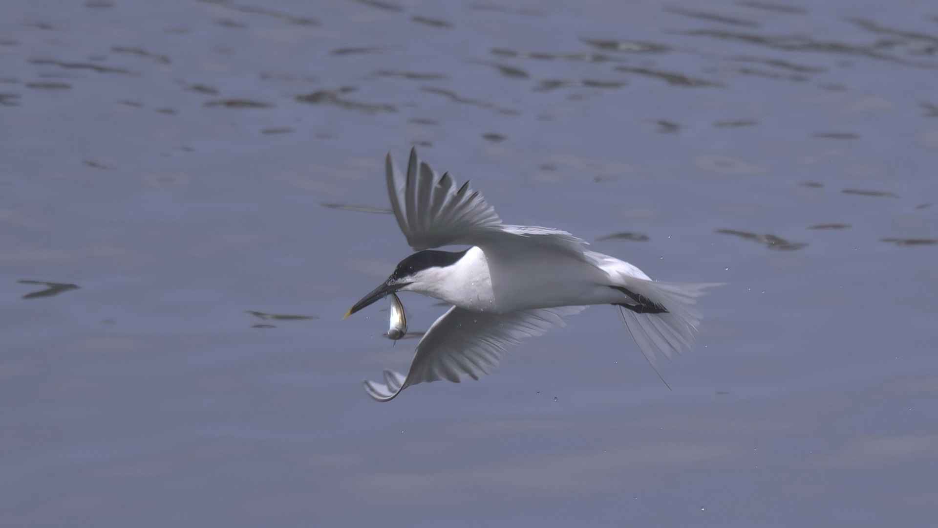 Sandwich Tern